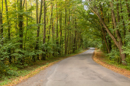 Rural road near Sazava town, Czech Republic