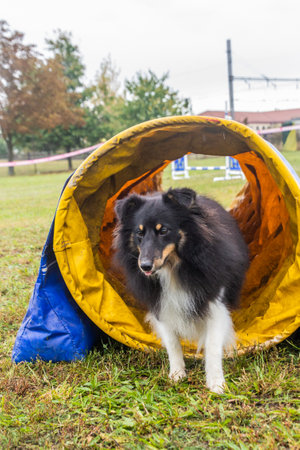 Dog during the agility competitionの写真素材