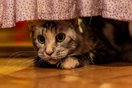 View of young cat under a drapeの写真素材