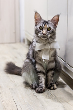 View of young Maine Coon cat with a ribbonの写真素材