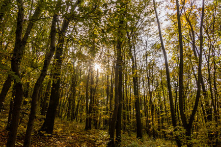 Autumn forest in Cesky kras nature protected area, Czech Republicの写真素材