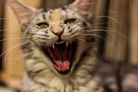 View of young yawning cat