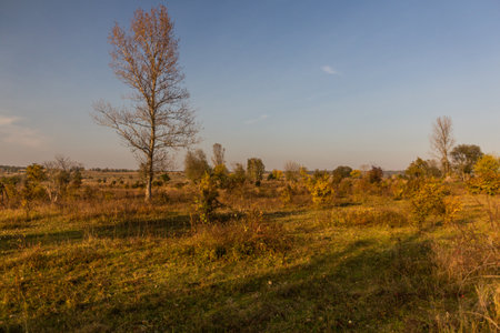 Landscape of Milovice Nature Reserve, Czech Republicの写真素材