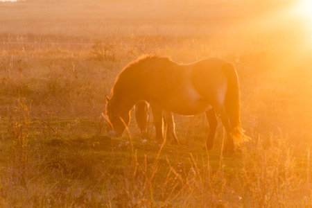 Wild horses (Equus ferus) in a reserve near Milovice, Czechiaの写真素材