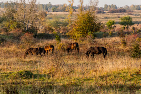 European wild horses (Equus ferus ferus) in Milovice Nature Reserve, Czech Republicの写真素材