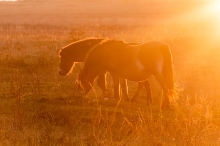 Wild horses (Equus ferus) in a reserve near Milovice, Czechiaの写真素材