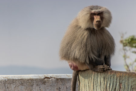 Hamadryas Baboon (Papio hamadryas) at Al Souda viewpoint, Saudi Arabiaの写真素材