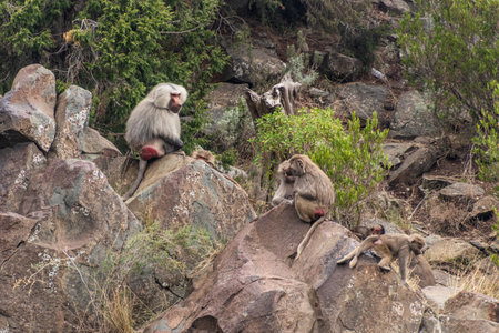 Hamadryas Baboons (Papio hamadryas) near Jabal Sawda mountain, Saudi Arabiaの写真素材