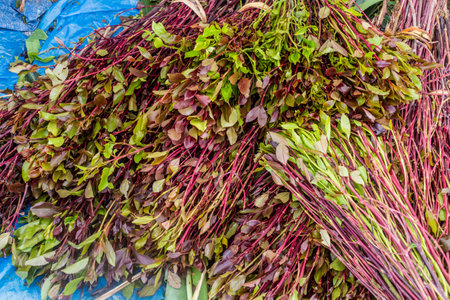 Detail of khat (qat) branches in Ethiopiaの写真素材