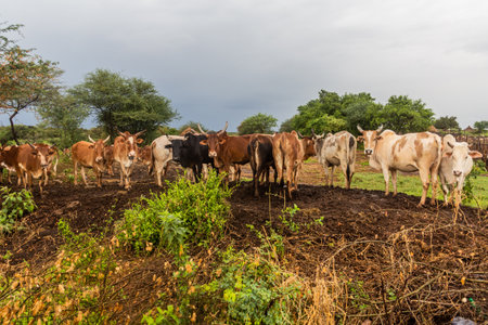 Herd of cows in a small village of Hamer tribe near Turmi, Ethiopiaの写真素材