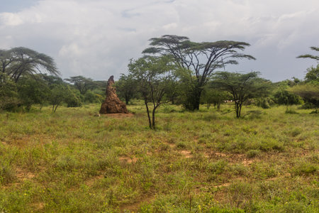 Landscape with a termite mound in Omo valley, Ethiopiaの写真素材