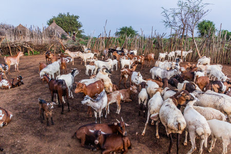 Goats in a village of Hamer tribe near Turmi, Ethiopiaの写真素材