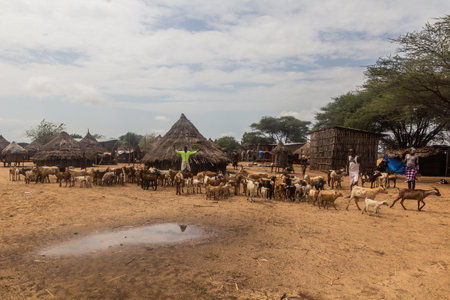 KORCHO, ETHIOPIA - FEBRUARY 4, 2020: Goats in Korcho village inhabited by Karo tribe, Ethiopiaのeditorial素材