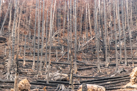Burned forest after the 2022 wildfireの写真素材