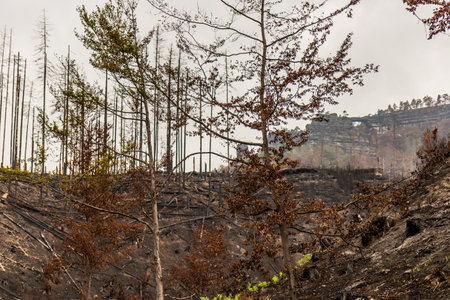 Burned forest around Pravcicka brana rock formation after the 2022 wildfire in the Czech Switzerland National Park, Czech Republicの写真素材