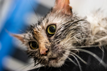Young maine coon cat after its bathの写真素材