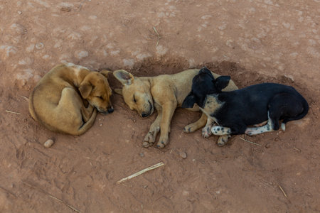 Sleeping dogs in Lakkham-Mai village near Luang Namtha, Laosの写真素材