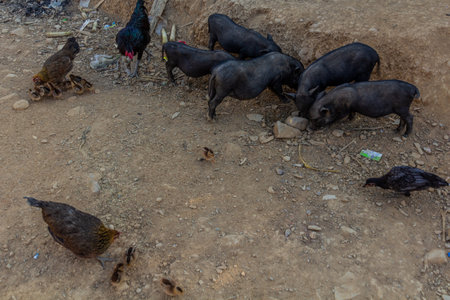 Pigs and chicken in Namkhon village near Luang Namtha town, Laosの写真素材
