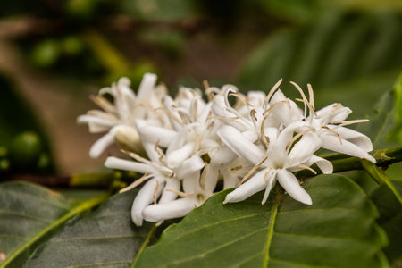 Coffee flower in the crater lakes region near Fort Portal, Ugandaの写真素材
