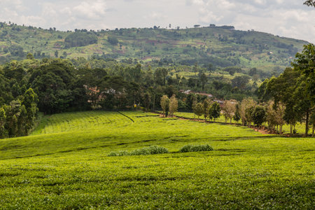 Tea plantations near village in the crater lakes region near , Ugandaの写真素材