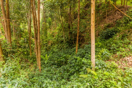 Forest near Kilembe village, Ugandaの写真素材