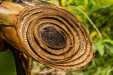 Cut of a banana plant, Uganda
