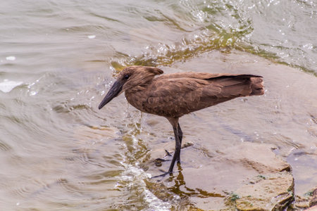 Hamerkop (Scopus umbretta) near Kazinga Channel, Ugandaの写真素材