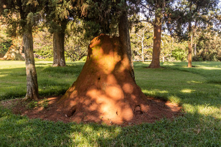Termite hill in Entebbe Botanical Gardens, Ugandaの写真素材