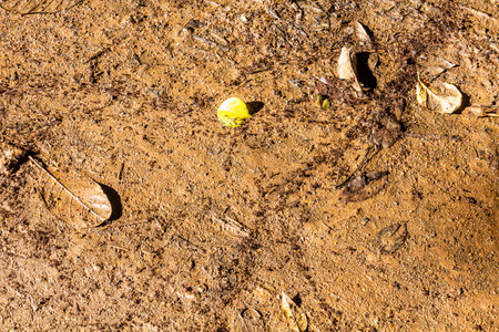 Ant trails in Entebbe Botanical Gardens, Uganda