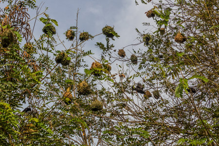 Weavers' nests near Kazinga Channel, Ugandaの写真素材