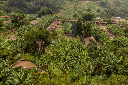 Aerial view of houses and banana plants in Kilembe village, Uganda