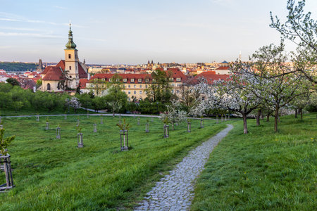 Flowering trees on Petrin hill in Prague, Czech Republicの写真素材