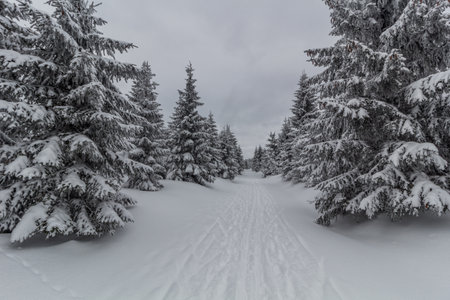 Winter view of a forest ski trailの写真素材