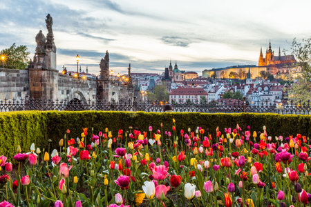 Patch of tulips with Charles Bridge and Prague Castle, Czech Republicの写真素材