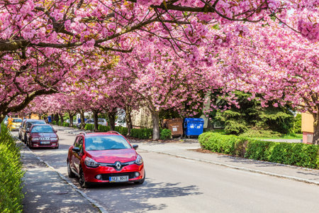 USTI NAD ORLICI, CZECHIA - MAY 12, 2021: Flowering sakura trees on Spindlerova street in Usti nad Orlici, Czech Republicのeditorial素材