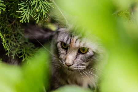 Portrait of a young Maine Coon cat hiding in bushesの写真素材