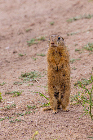 European ground squirrel (Spermophilus citellus) in the protected area Radouc in Mlada Boleslav...