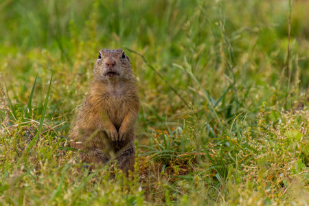 European ground squirrel (Spermophilus citellus) in the protected area Radouc in Mlada Boleslav...