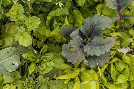 Vegetable patch with lettuce, pepper, kohlrabi and peasの写真素材