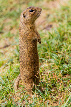 European ground squirrel (Spermophilus citellus) in the protected area Radouc in Mlada Boleslav...
