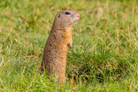 European ground squirrel (Spermophilus citellus) in the protected area Radouc in Mlada Boleslav...