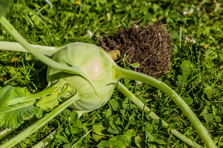 Fresh harvested kohlrabi on a grassの写真素材