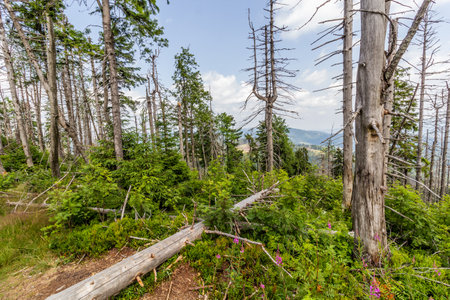 Forest damaged by  European spruce bark beetle in Beskydy mountains, Czech Republic