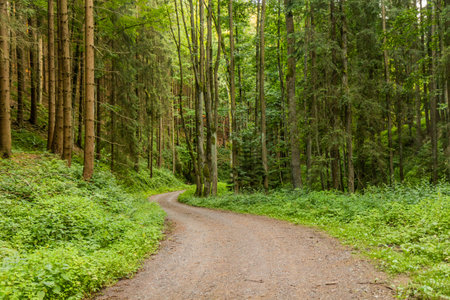 Path in Jablonsky les forest near Letohrad, Czech Republic