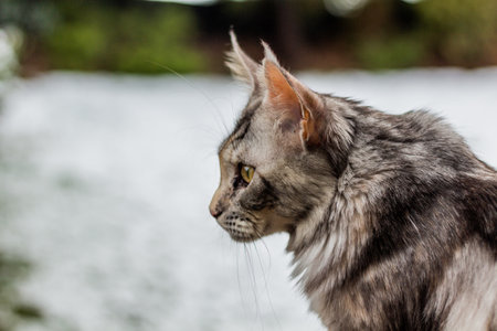 Portrait of a young Maine Coon catの写真素材