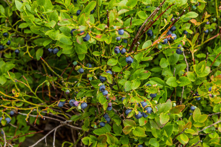 European blueberries in Beskydy mountains, Czech Republicの写真素材