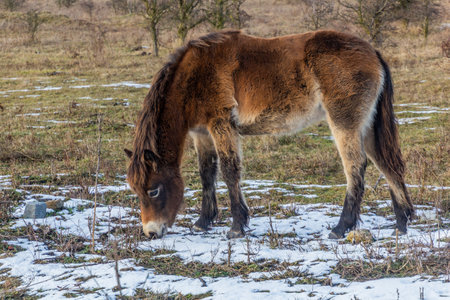 Exmoor pony in Milovice Nature Reserve, Czech Republicの写真素材