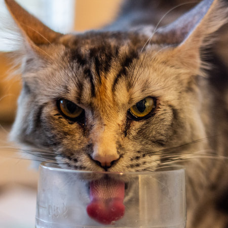 Young maine coon cat drinking from a glassの写真素材