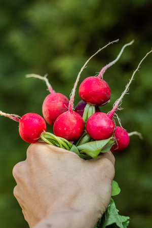 Human hand holding a bunch of fresh radishes