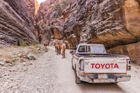 WADI LAJAB, SAUDI ARABIA - NOVEMBER 25, 2021: Pick up truck and camels in Wadi Lajab canyon, Saudi Arabiaのeditorial素材